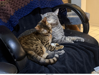 cats Pickle and Potato