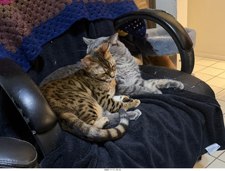 cats Potato and Pickle