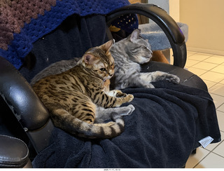 cats Devin, Potato, and Pickle