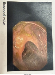 cats Pickle and Potato