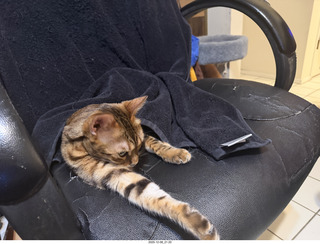 Ashley Saenz and cat Pickle on her back