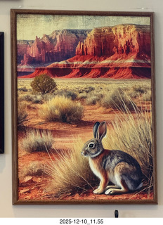 34 a2q. Marble Canyon jack rabbit picture