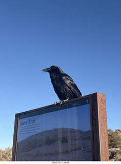 397 a2q. Utah - Canyonlands National Park - Mesa Arch hike - raven
