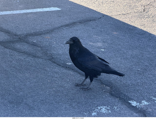 408 a2q. Utah - Canyonlands National Park - raven