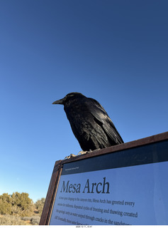 411 a2q. Utah - Canyonlands National Park - Mesa Arch hike sign - raven