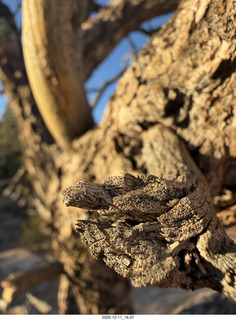 437 a2q. Utah - Canyonlands National Park - Mesa Arch macro