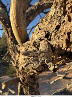 438 a2q. Utah - Canyonlands National Park - Mesa Arch macro