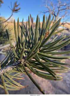 439 a2q. Utah - Canyonlands National Park - Mesa Arch macro