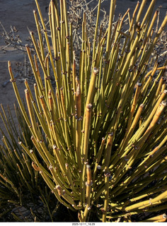 470 a2q. Utah - Canyonlands National Park