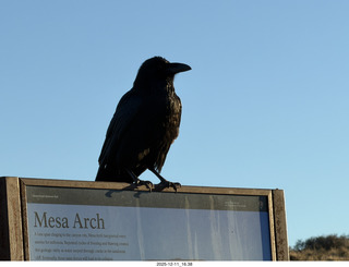 493 a2q. Utah - Canyonlands National Park - Mesa Arch sign - raven