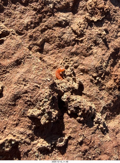 214 a2q. Utah -  Mineral Canyon hike - close-up of orange worm