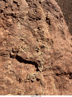 215 a2q. Utah -  Mineral Canyon hike - close-up of orange worm