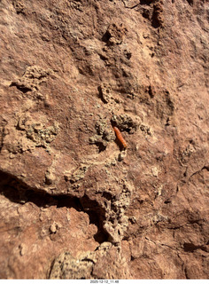216 a2q. Utah -  Mineral Canyon hike - close-up of orange worm