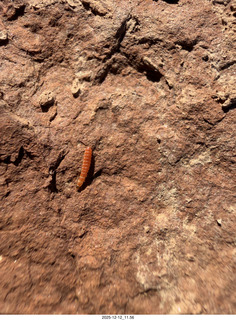243 a2q. Utah -  Mineral Canyon hike - orange worm