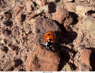 248 a2q. Utah -  Mineral Canyon hike - ladybug close-up
