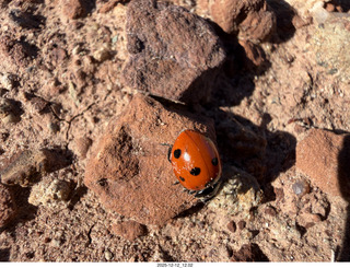 249 a2q. Utah -  Mineral Canyon hike - ladybug close-up