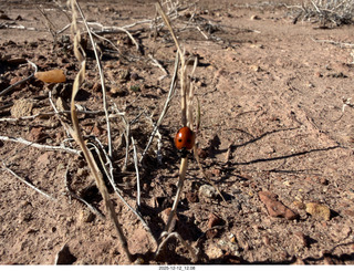 265 a2q. Utah -  Mineral Canyon - ladybug close-up