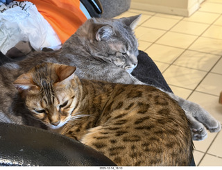 cats Pickle and Potato