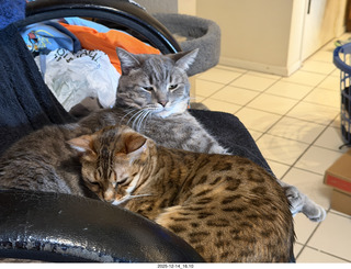 cats Pickle and Potato