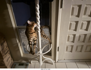 cat Pickle on my coat rack