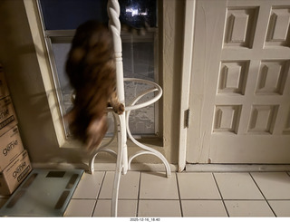 cat Pickle on my coat rack