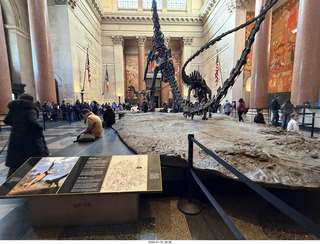 New York City - Manhattan - American Museum of Natural History - dinosaur skeletons