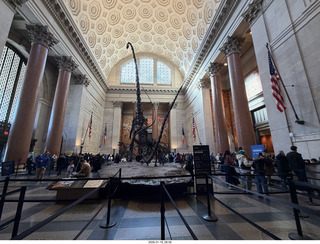 New York City - Manhattan - American Museum of Natural History - dinosaur skeletons