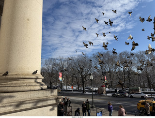 New York City - Manhattan - American Museum of Natural History - pigeons