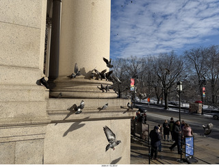 New York City - Manhattan - American Museum of Natural History - pigeons