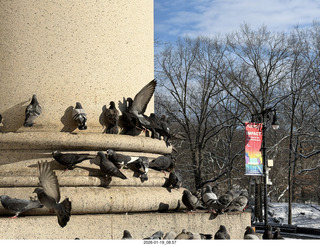 New York City - Manhattan - American Museum of Natural History - pigeons