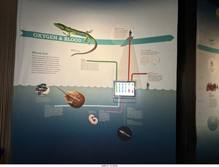 New York City - Manhattan - American Museum of Natural History