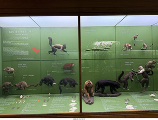 New York City - Manhattan - American Museum of Natural History - Adam