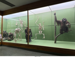 New York City - Manhattan - American Museum of Natural History  - history