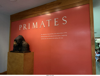 New York City - Manhattan - American Museum of Natural History  - Primates