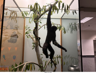 New York City - Manhattan - American Museum of Natural History - human brain model