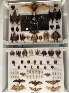 New York City - Manhattan - American Museum of Natural History  - immersive