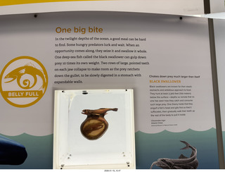 New York City - Manhattan - American Museum of Natural History