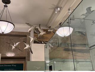 New York City - Manhattan - American Museum of Natural History