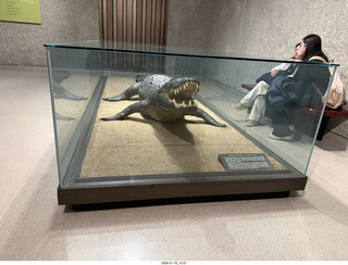 New York City - Manhattan - American Museum of Natural History