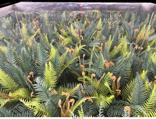 New York City - Manhattan - American Museum of Natural History