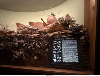 New York City - Manhattan - American Museum of Natural History