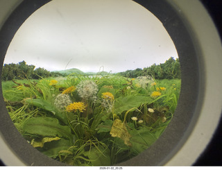 New York City - Manhattan - eyehole on building  of dandilions