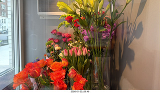 New York City - Manhattan - Novapetal NYC