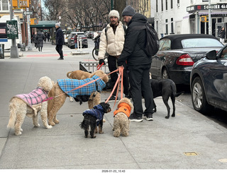 New York City - Manhattan - dogs