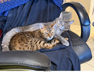 cats Pickle and Potato