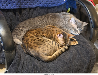 cats Pickle and Potato