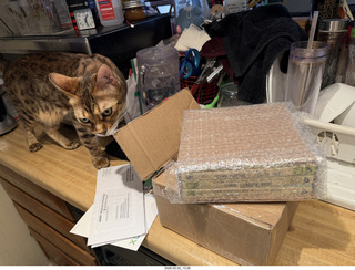 cat Pickle and Herb Alpert tapes