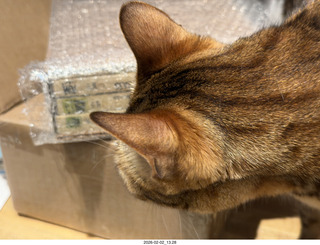 cat Pickle and Herb Alpert tapes