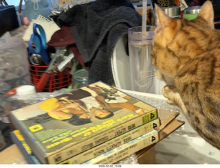 cats Pickle and Potato