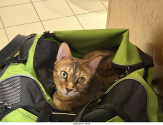 cat Pickle in my green bag